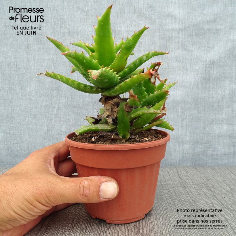 Example of Aloe morogoroensis - Aloe bussei Pot de 12 cm / 13 cm as you get in ete