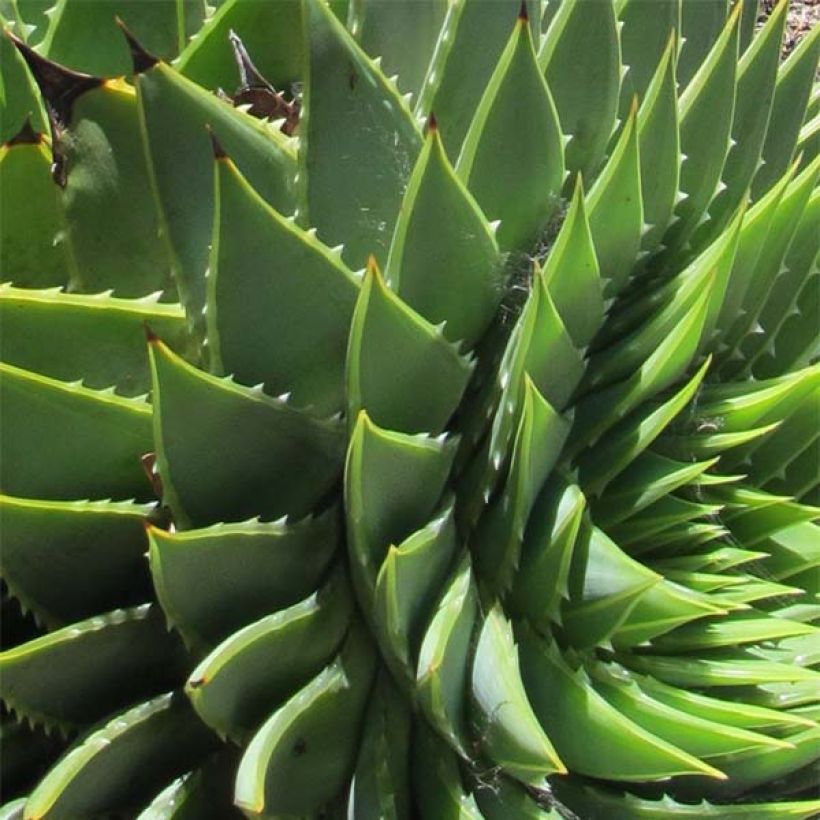 Aloe polyphylla - Aloes spirale (Foliage)
