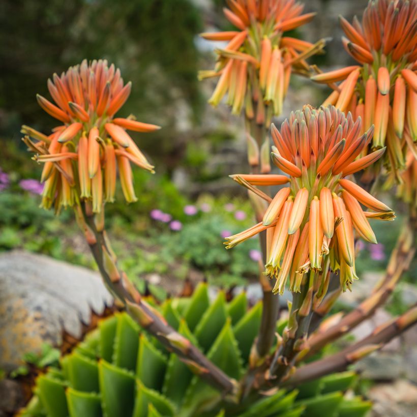 Aloe polyphylla - Aloes spirale (Flowering)