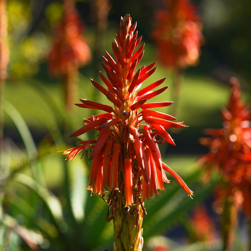 Aloe spinosissima - Aloès (Flowering)