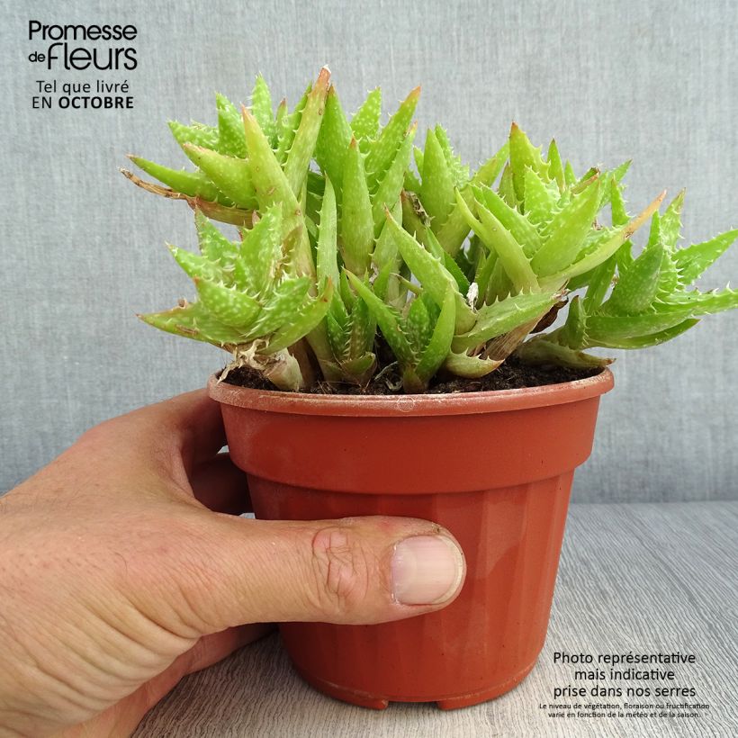 Example of Aloe squarrosa Pot de 12 cm / 13 cm as you get in automne