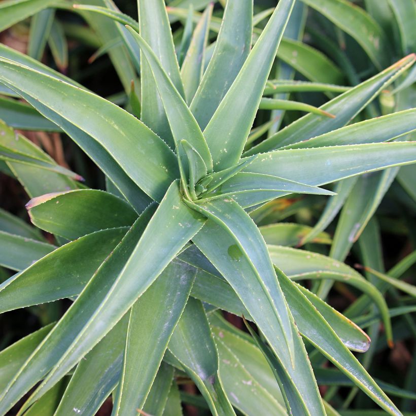 Aloe striatula - Aloès arbustif (Foliage)