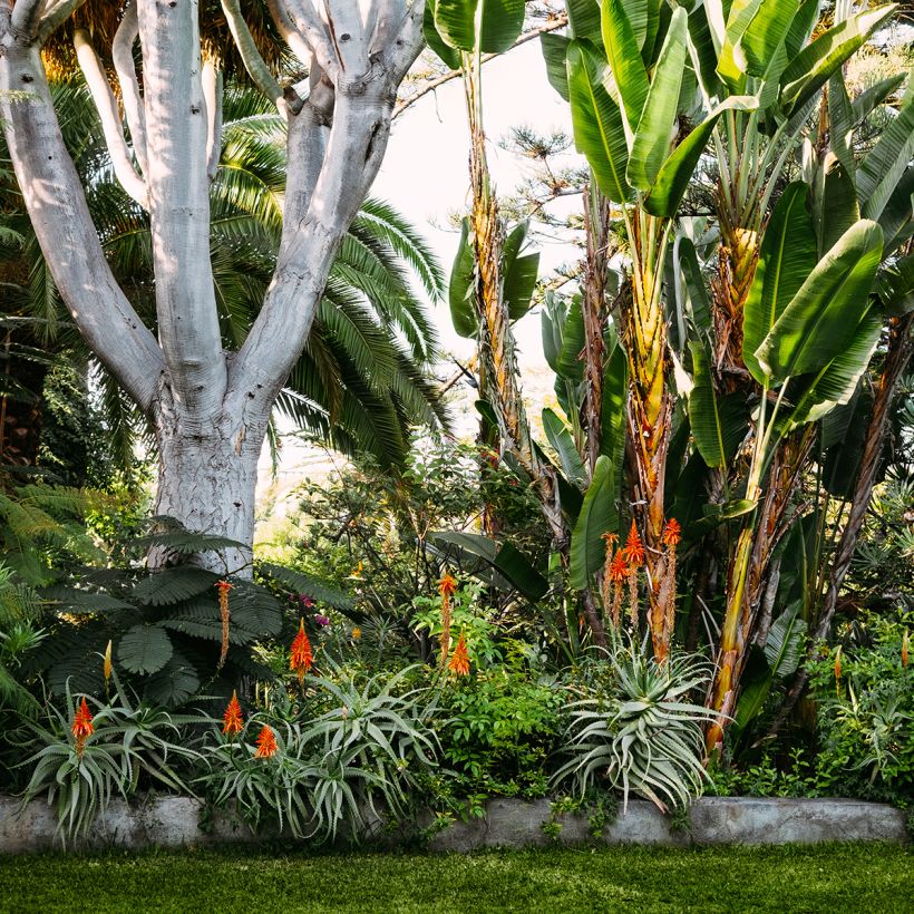 Aloe vera - Aloes des Barbades (Plant habit)