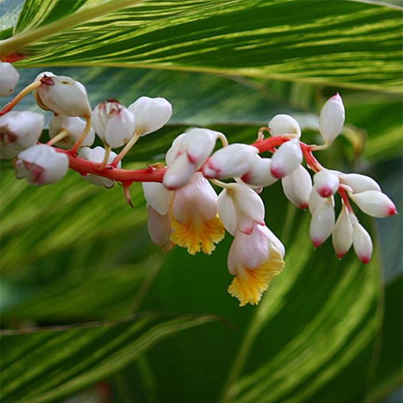 Alpinia zerumbet Variegata - Gingembre coquille (Flowering)