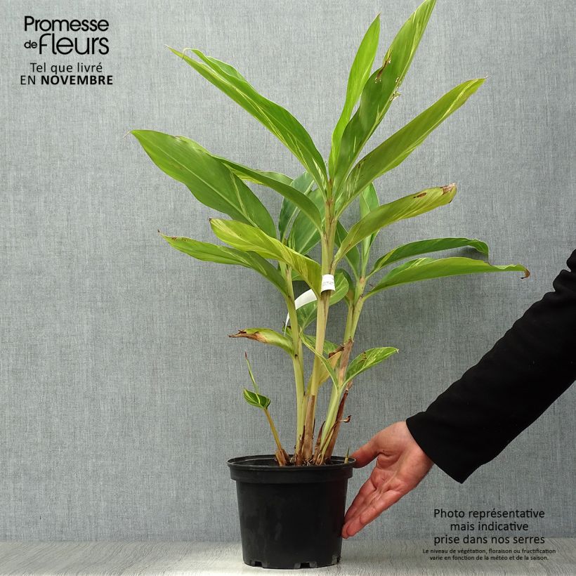 Example of Alpinia zerumbet Variegata - Gingembre coquille Pot de 2L/3L as you get in automne