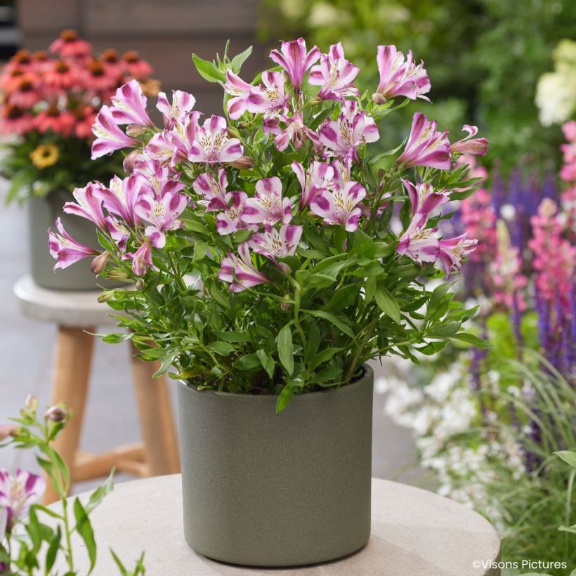 Alstroémère Duchesses d'Anjou Valentine - Lys des Incas (Plant habit)