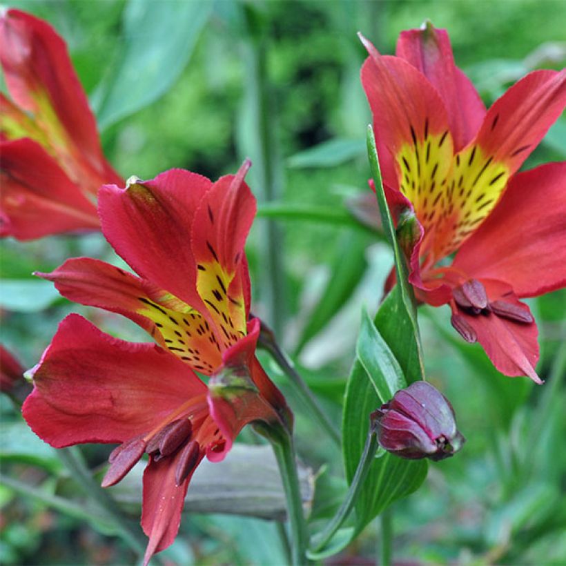 Alstroemère Inca Adore - Alstroemeria (Flowering)