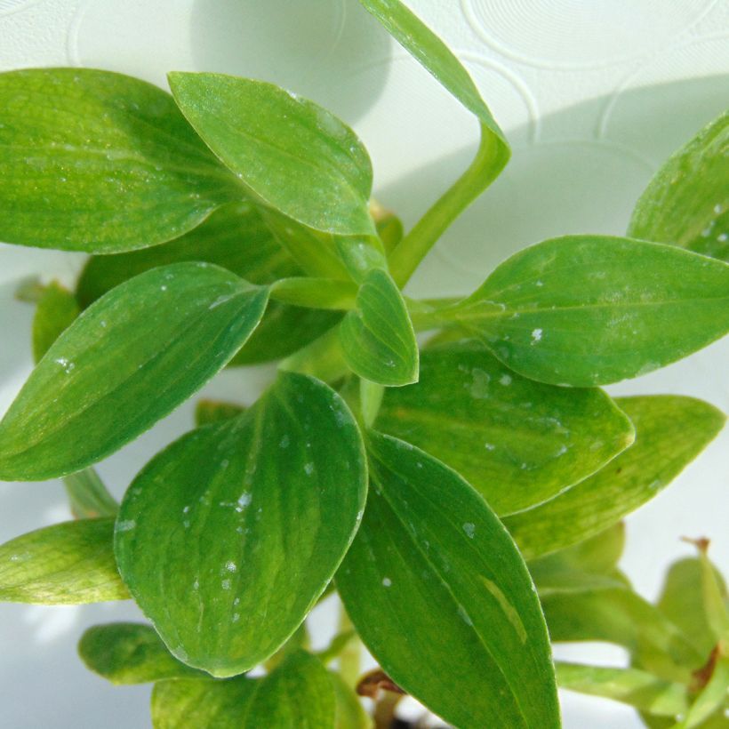 Alstroemère Inticancha Magic White - Lis des Incas (Foliage)