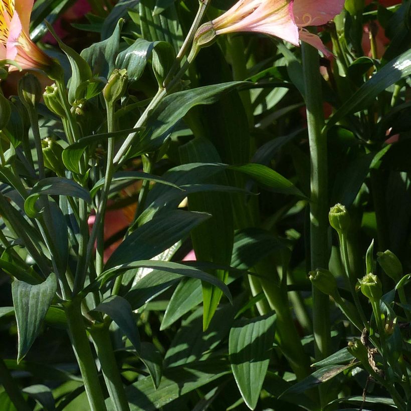Alstroemeria Garden Summer Sky - Lis des Incas (Foliage)