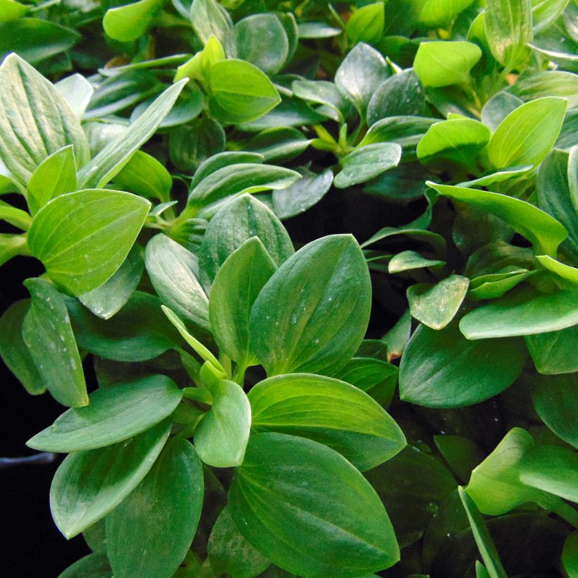 Alstroemeria Inticancha Cabana - Lis des Incas (Foliage)