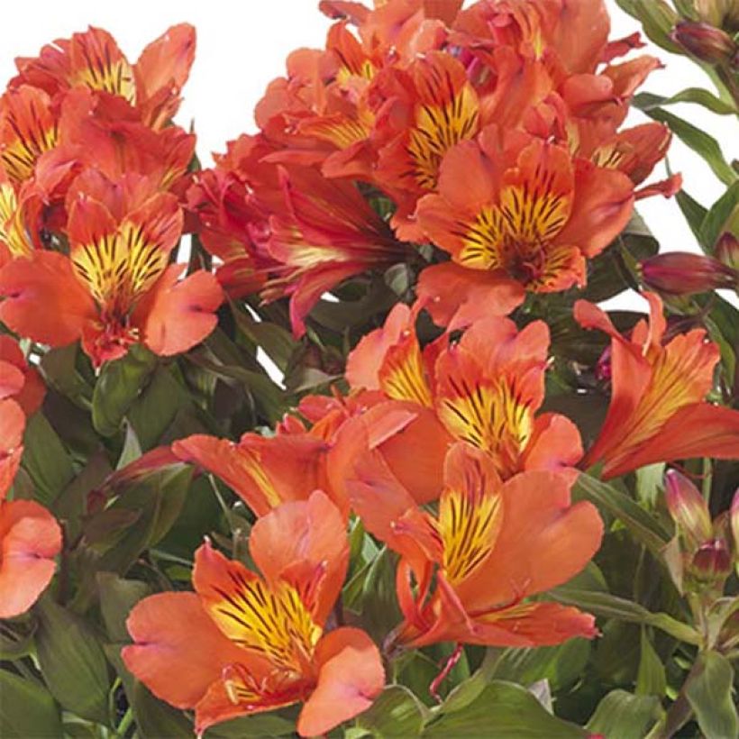 Alstroemeria Summer Holiday - Lis des Incas (Flowering)