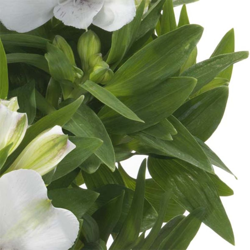 Alstroemeria Times Valley - Lis des Incas (Foliage)