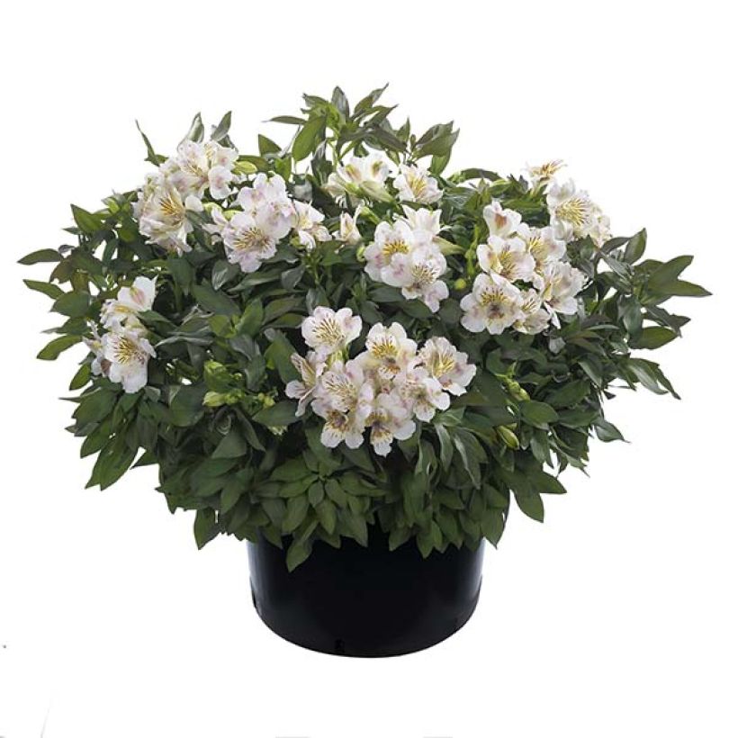 Alstroemeria Times Valley - Lis des Incas (Plant habit)