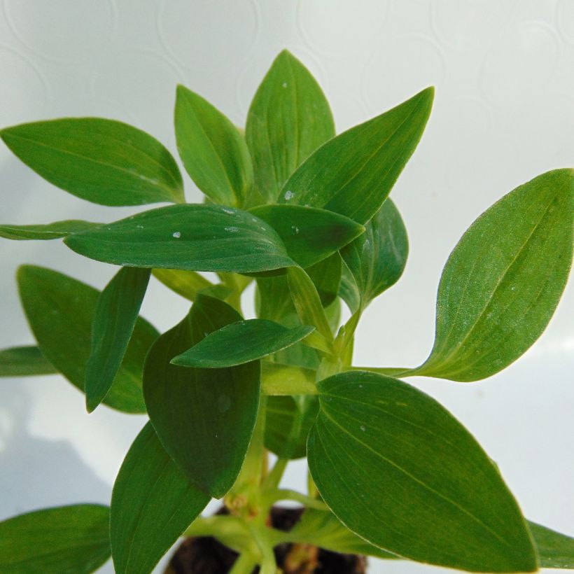 Alstroemeria Inticancha White Pink Blush - Lis des Incas (Foliage)