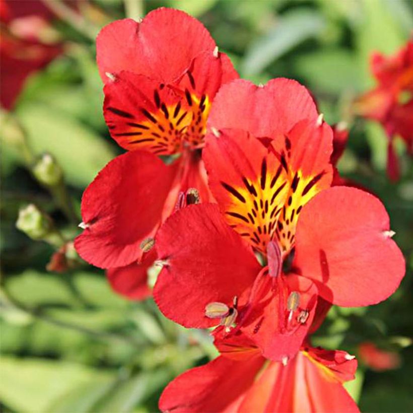 Alstroemeria Mars - Lys des Incas (Flowering)