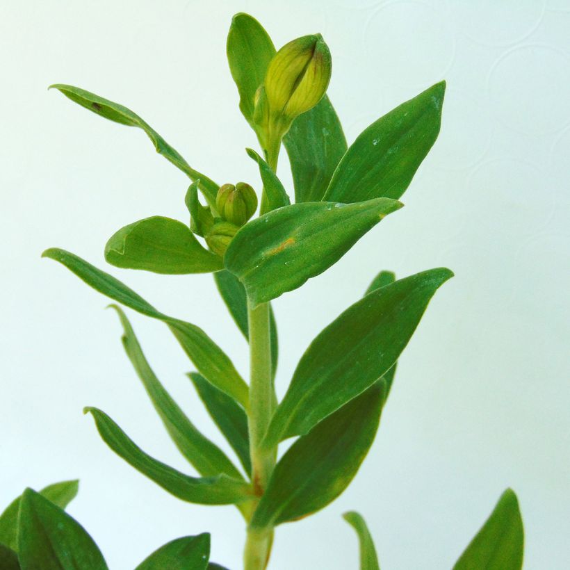 Alstroemeria Mars - Lys des Incas (Foliage)
