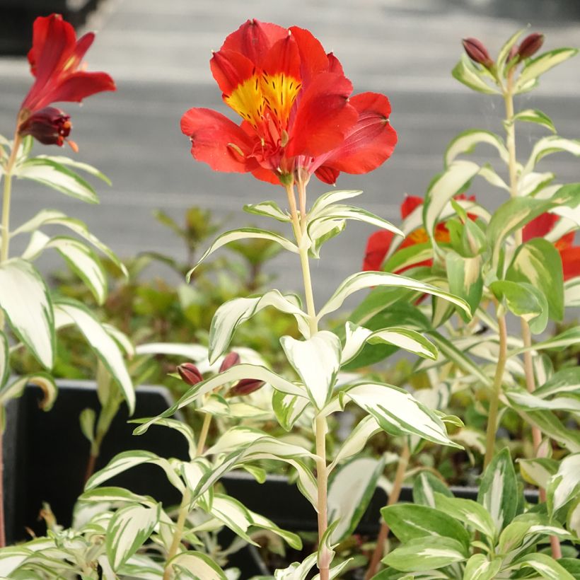 Alstroemeria Rock'n roll - Lis des Incas (Plant habit)