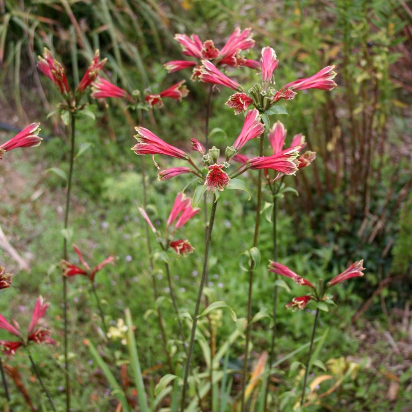 Alstroemeria psittacina - Lys des Incas, Alstroémère perroquet (Plant habit)
