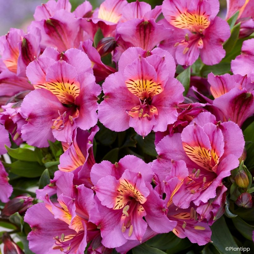Alstroemeria Incalys Purple - Lis des Incas (Flowering)