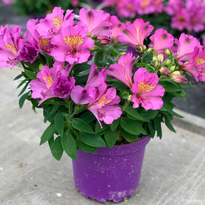 Alstroemeria Incalys Purple - Lis des Incas (Plant habit)