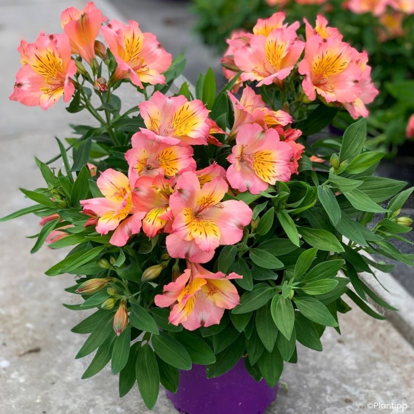 Alstroemeria Incalys Salmon - Lis des Incas (Plant habit)