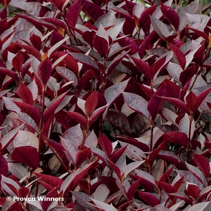 Alternanthera Purple Knight (Foliage)
