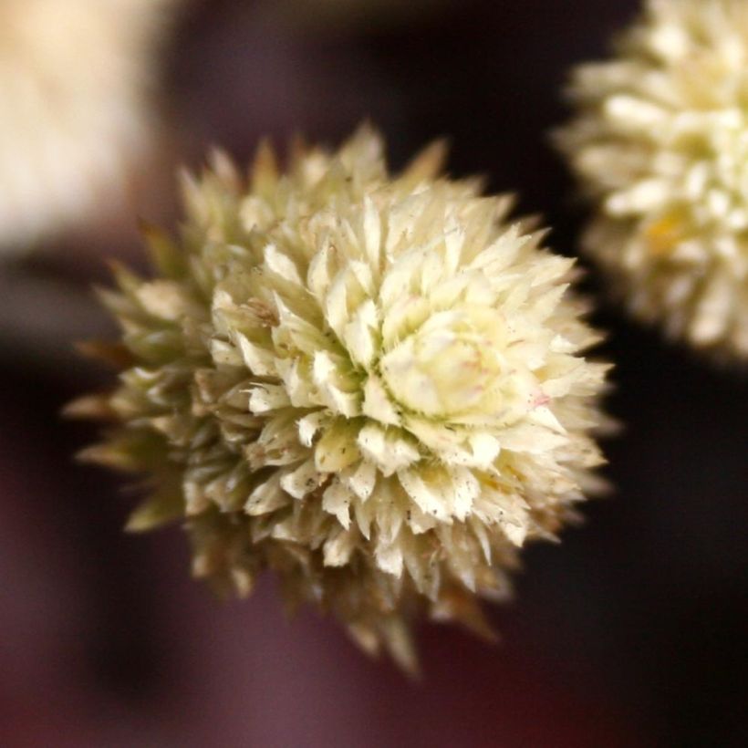 Alternanthera Purple Knight (Flowering)