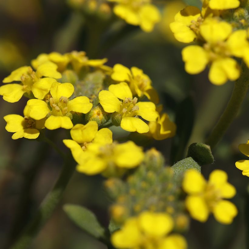 Alyssum montanum Berggold - Corbeille d'Or (Flowering)