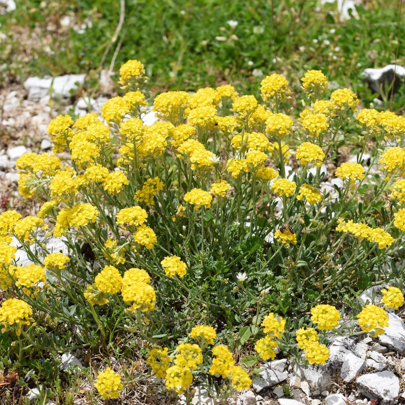 Alyssum montanum Berggold - Corbeille d'Or (Plant habit)