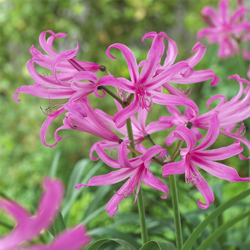 Amarine belladiva Anastasia - Nérine hybride (Flowering)