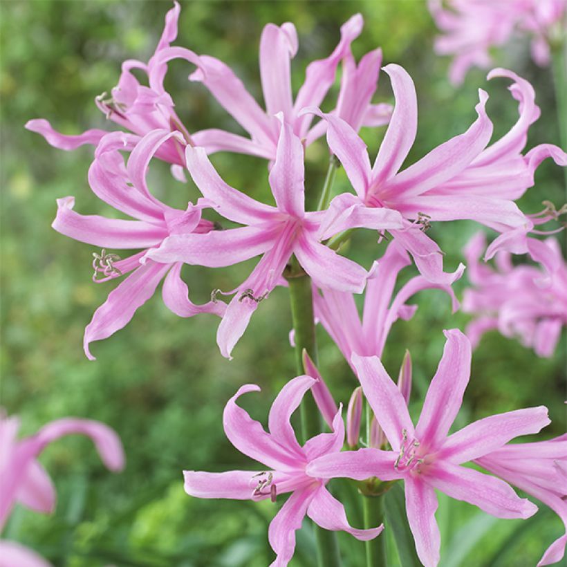 Amarine belladiva Aphrodite - Nérine hybride (Flowering)