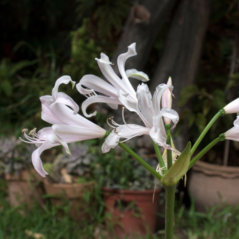 Amarine belladiva Emanuelle - Nérine hybride (Flowering)