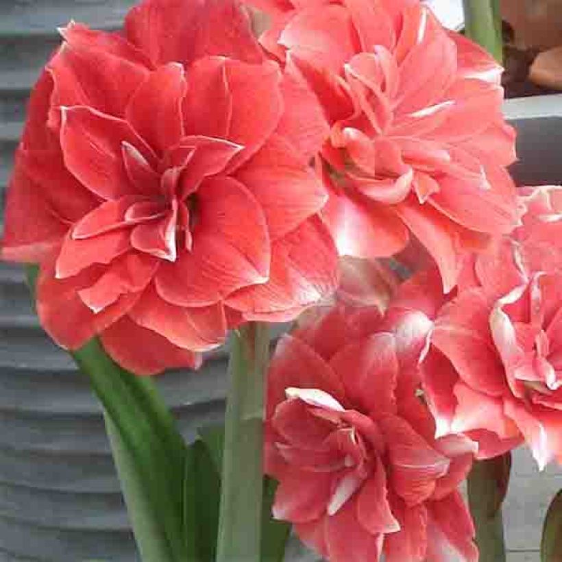 Amaryllis double Dream (Flowering)
