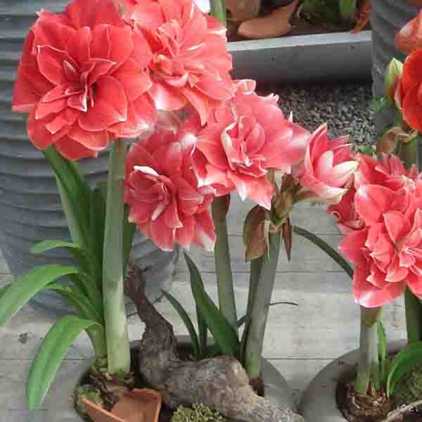 Amaryllis double Dream (Plant habit)