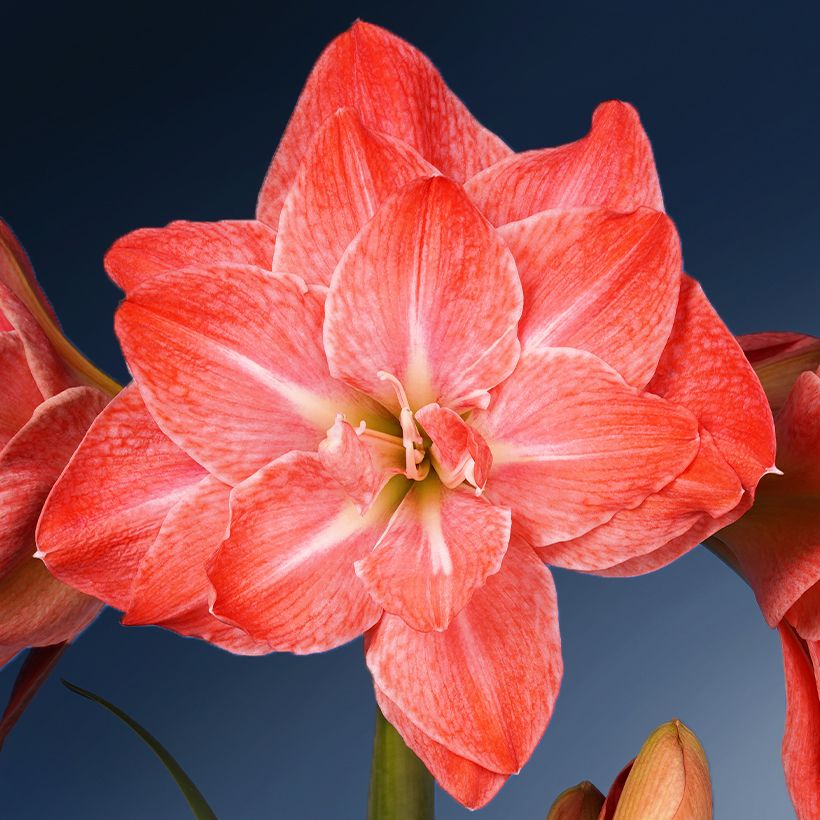 Amaryllis Flamingo Amadeus - Hippeastrum (Flowering)