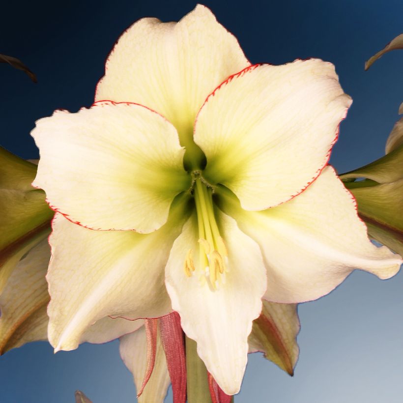 Amaryllis Lemon Cream - Hippeastrum (Flowering)