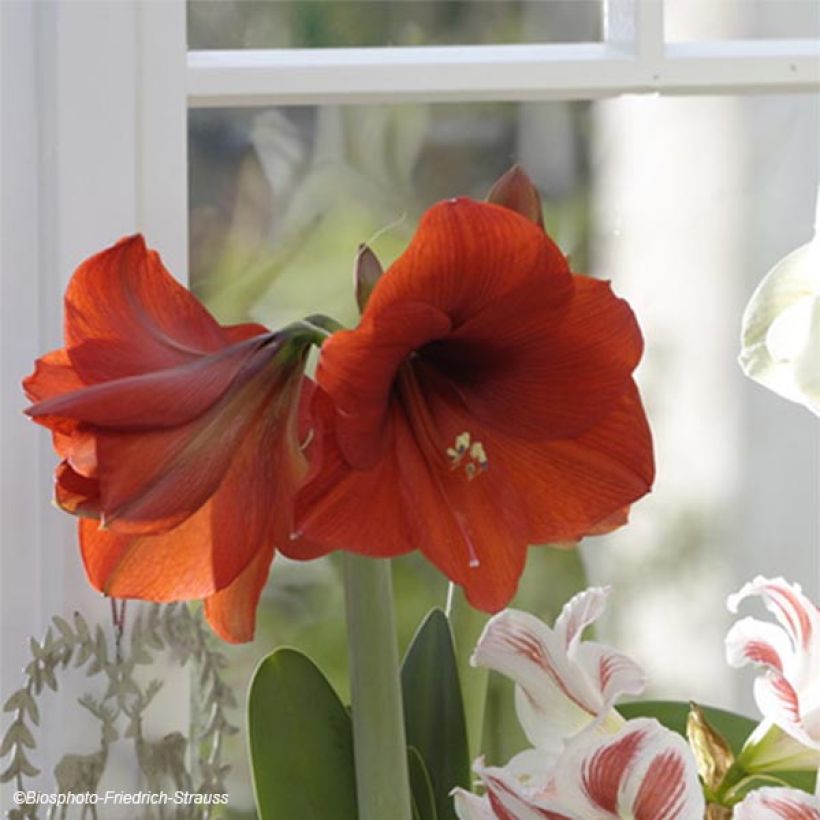 Amaryllis Red Lion (Flowering)