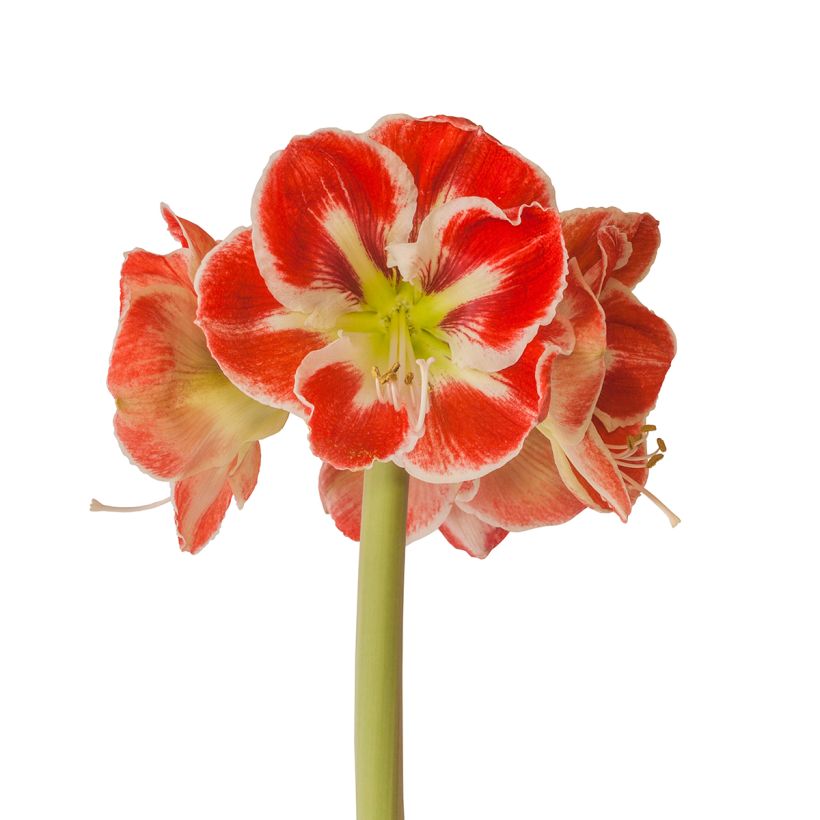 Amaryllis Samba (Flowering)