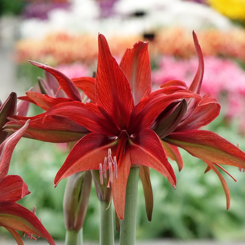 Amaryllis Cybester Bogota  (Flowering)