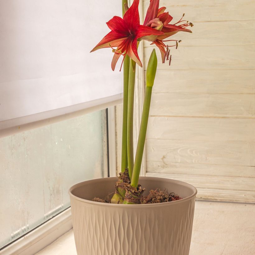 Amaryllis Cybester Bogota  (Plant habit)