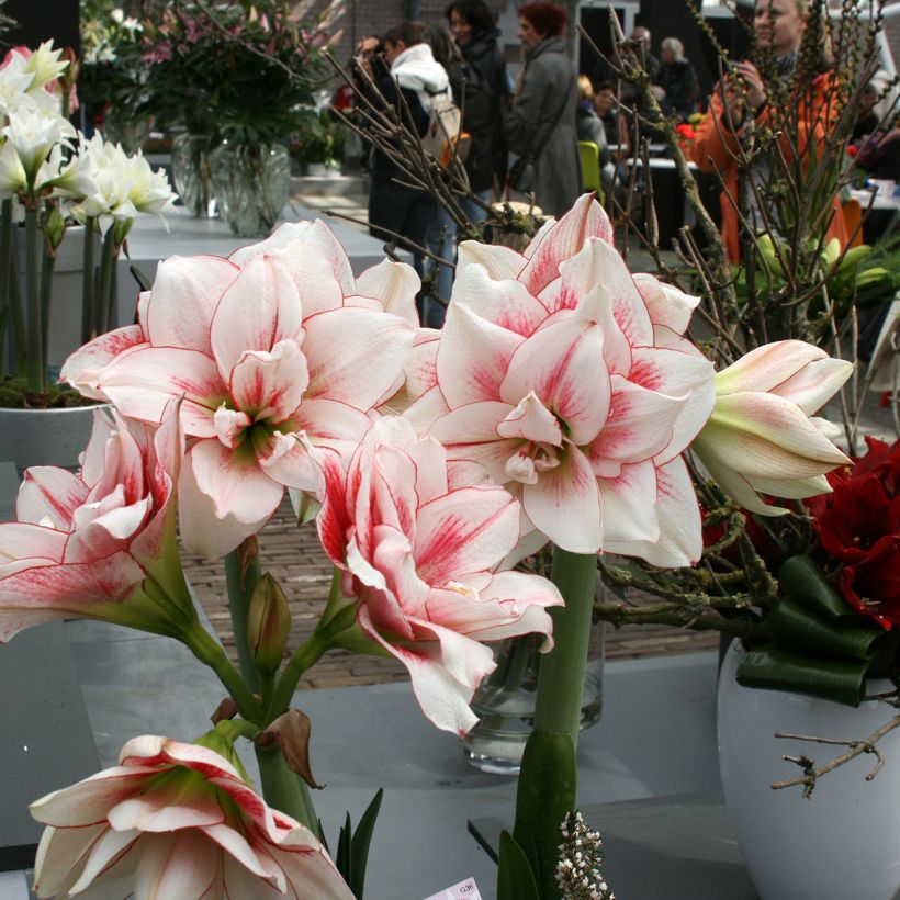 Amaryllis double Elvas (Plant habit)