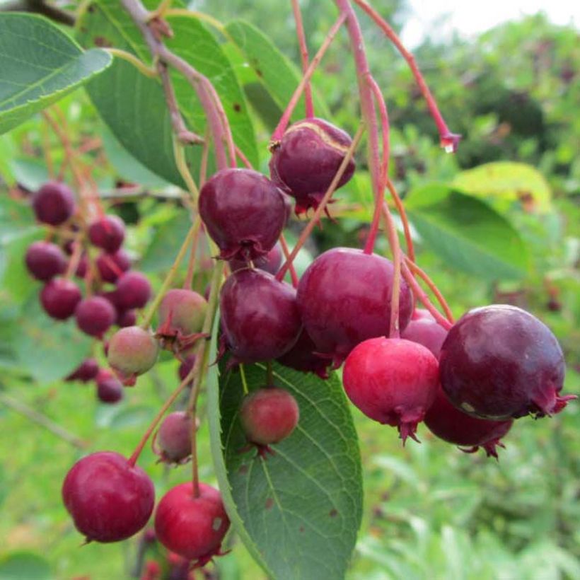 Amelanchier Ballerina (Harvest)