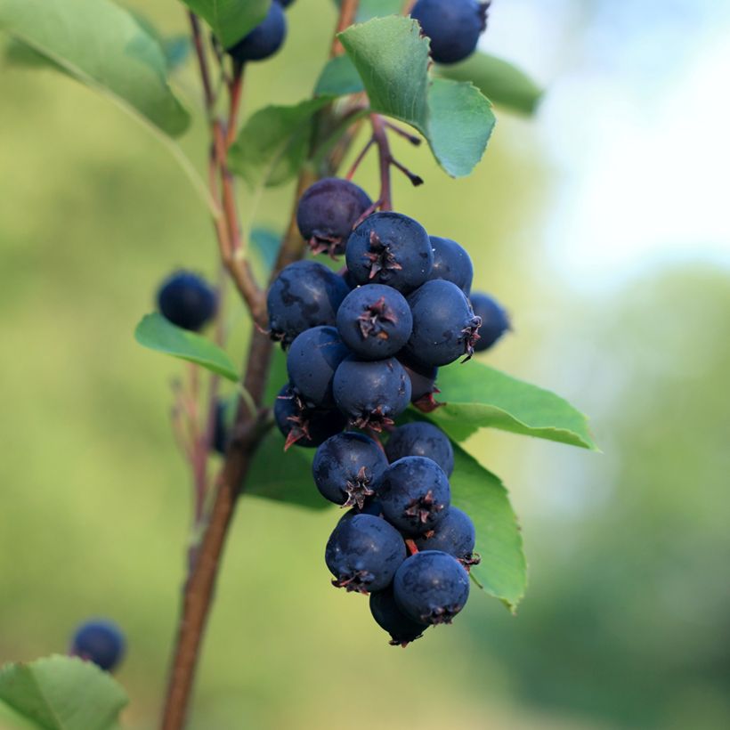 Amelanchier Smoky (Harvest)