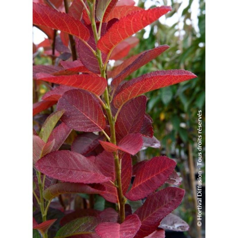 Amelanchier canadensis October Flame - Amélanchier du Canada (Foliage)