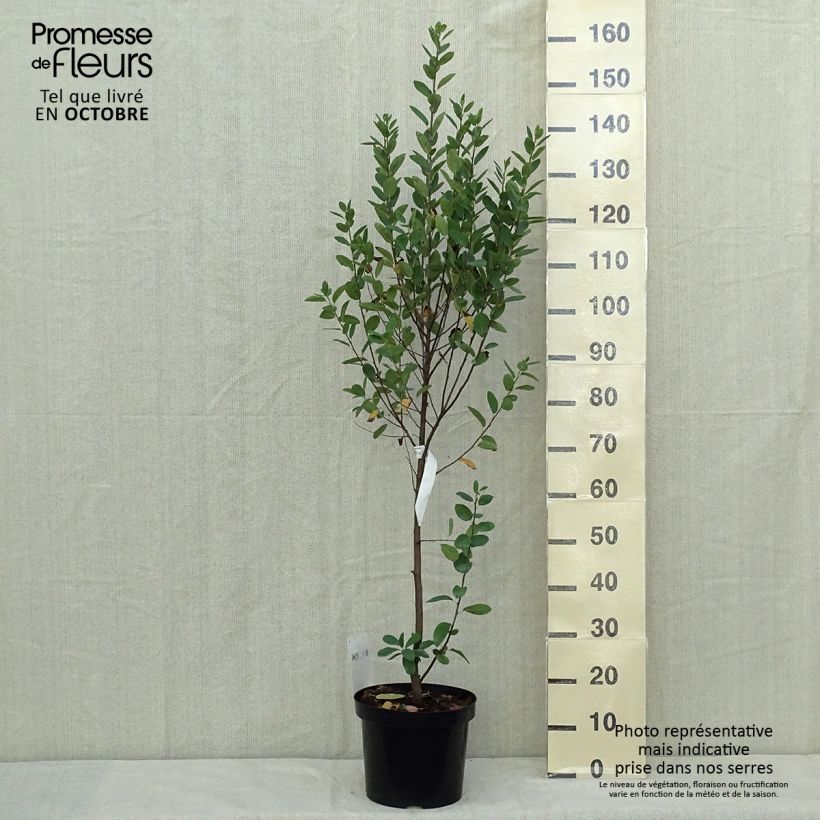 Example of Amelanchier canadensis Rainbow Pillar Pot de 4L/5L as you get in automne