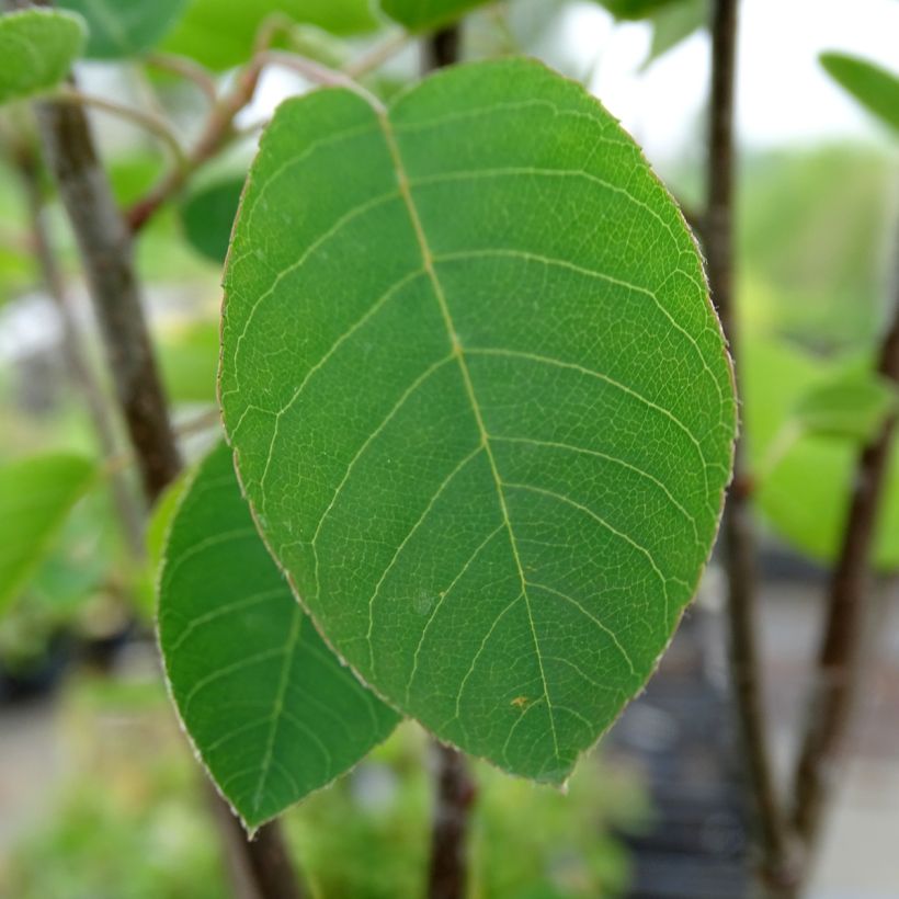 Amélanchier en épis - Amelanchier spicata (Foliage)