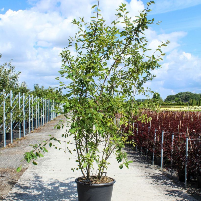 Example of Amelanchier lamarckii - Amélanchier de Lamarck Pot de 70L/75L, Cépée as you get in printemps