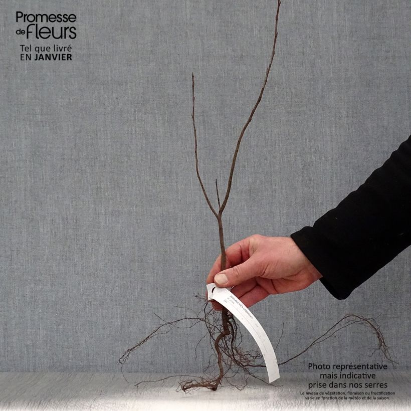 Example of Amelanchier lamarckii - Amélanchier de Lamarck Petites Racines nues as you get in hiver