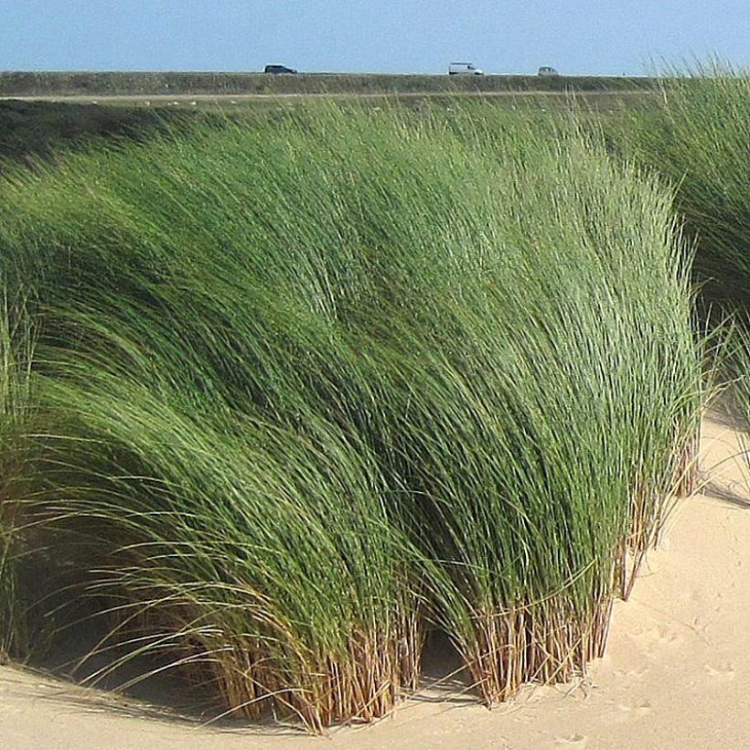 Ammophila arenaria - Oyat - Roseau des sables (Foliage)