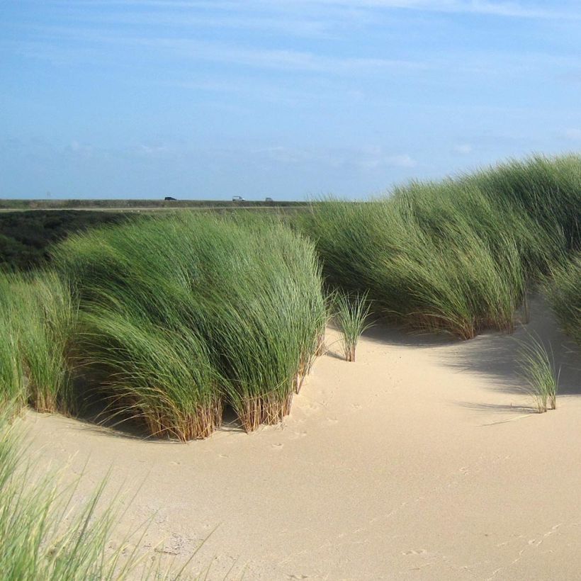 Ammophila arenaria - Oyat - Roseau des sables (Plant habit)